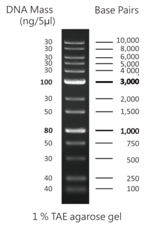 100bp DNA ladder, 100-1500bp, 1x500ul vial (copy)