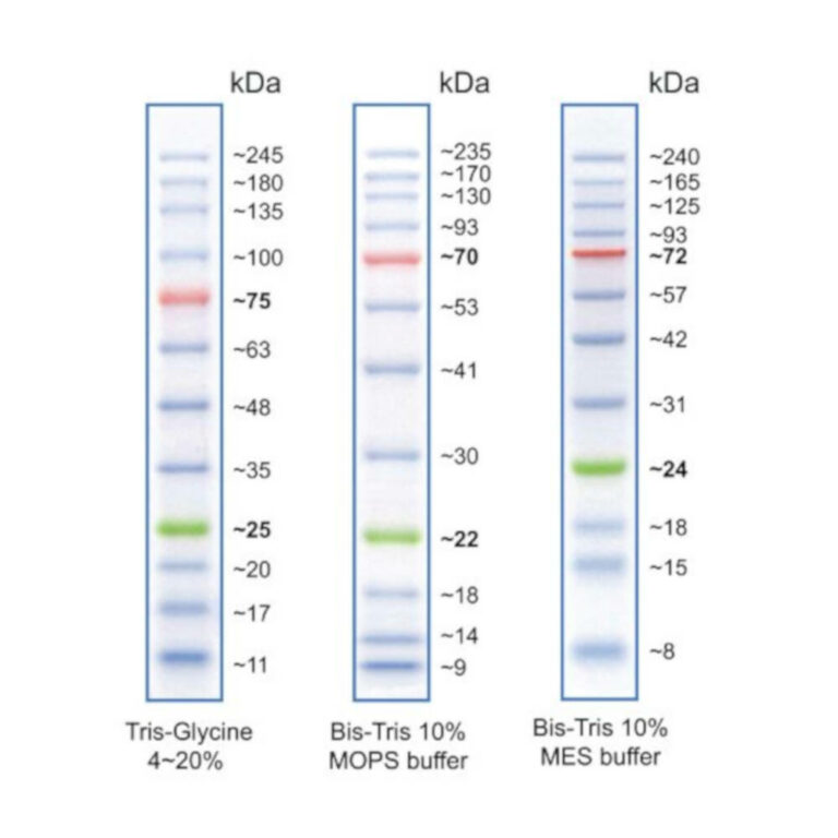 Cleaver Blue Wide Range Protein Ladder (10-245kDa) 500ul